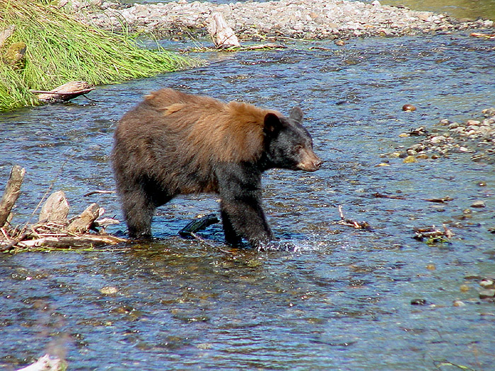 Black Bear Sow at Steep Creek.
