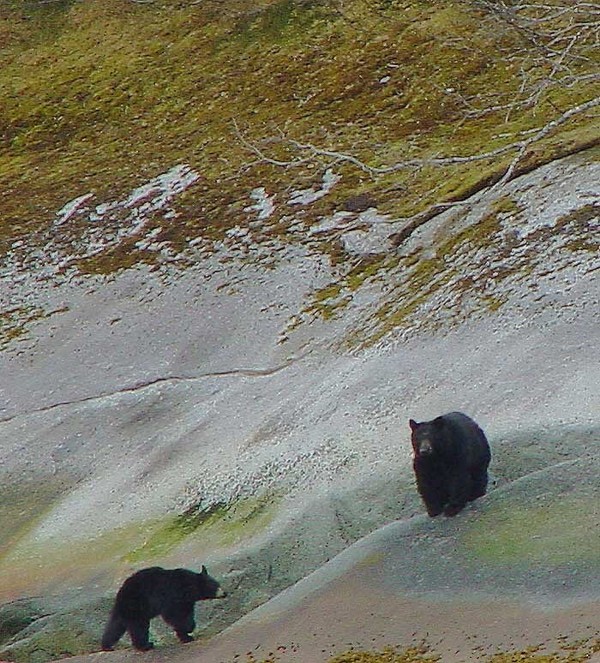 Two Black Bears at Tracy Arm Fjord.