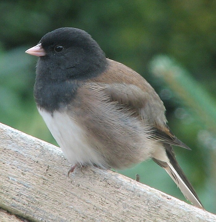 Dark-Eyed Junco (Oregon subspecies).