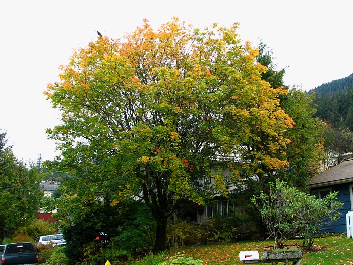 A Maple Tree in the Neighborhood Turning Color