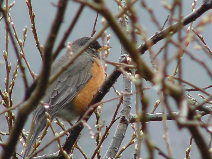 A Robin in a Budding Sitka Willow Tree.
