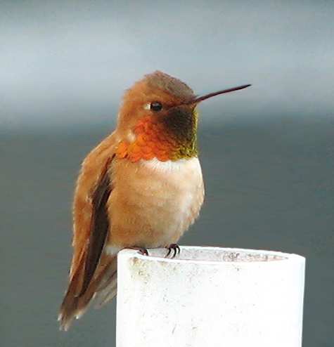 Male Rufous Hummingbird On Guard.