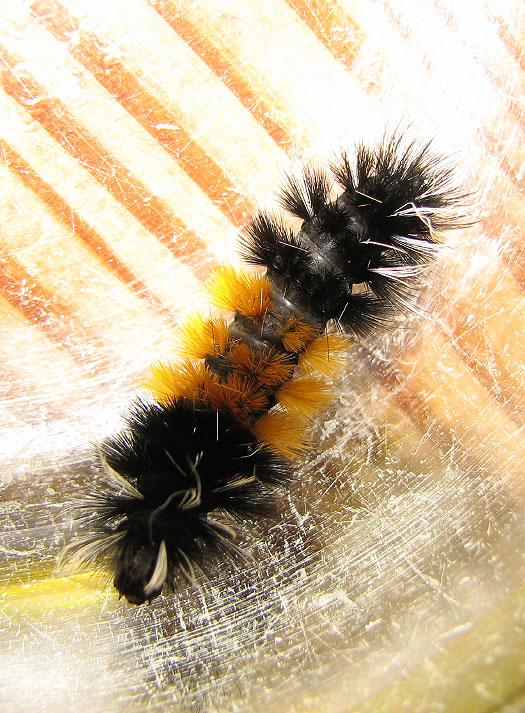 Woolly Bear Caterpillar.